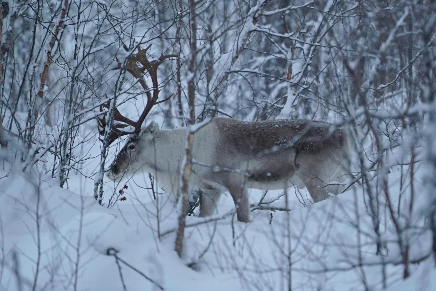 Viihtyisae Moekki Riekkojen Mailla Hetassa Vila Enontekiö Exterior foto